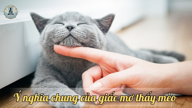 Ý nghĩa chung của giấc mơ thấy mèo 