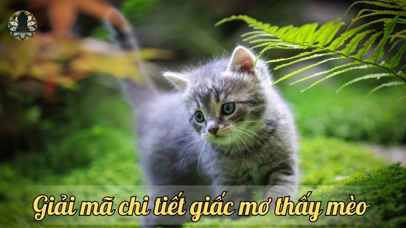 Giải mã chi tiết giấc mơ 