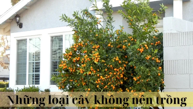 Những cây trồng trước nhà hợp phong thủy 06