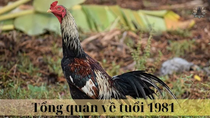 Tuổi 1981 và 1983 có hợp làm ăn không 05