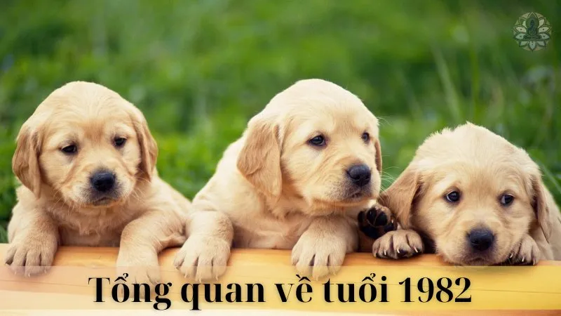 Tuổi 78 và 82 có hợp làm ăn không 07