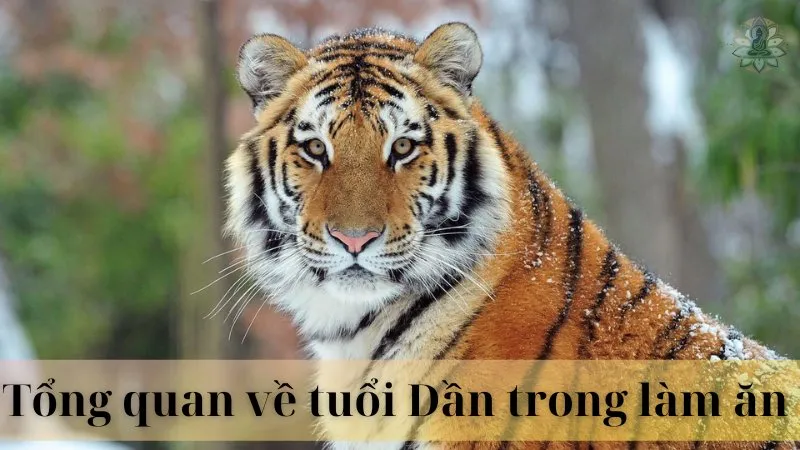 Tuổi dần hợp làm ăn với tuổi nào 03