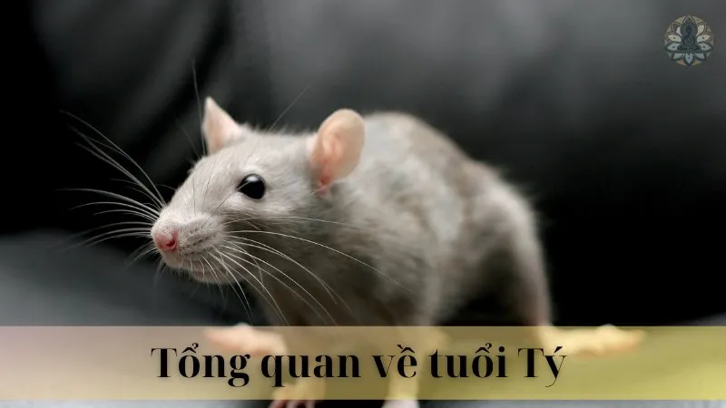 Tuổi tỵ cưới năm nào thì hợp 03