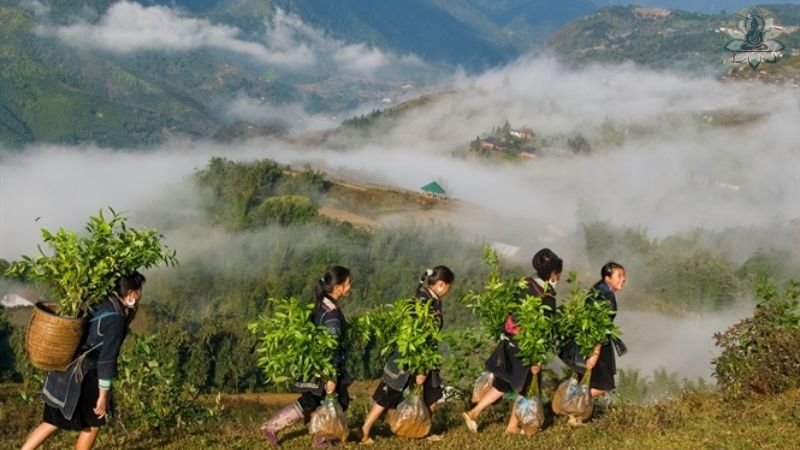 Ý nghĩa của Ngày Lâm nghiệp Việt Nam 1